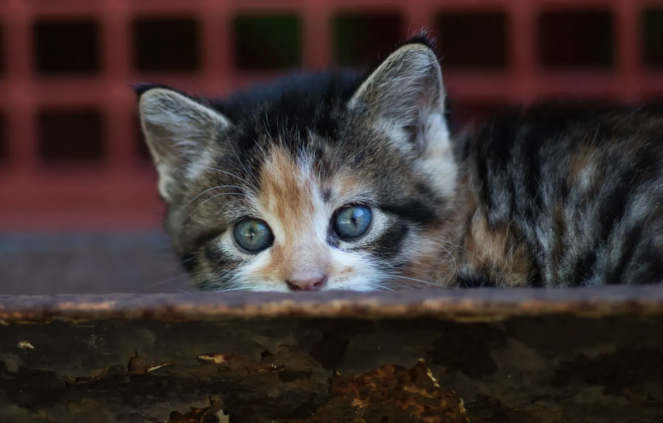 Photo wallpaper cat, cat, look, background, Board, small, baby, muzzle