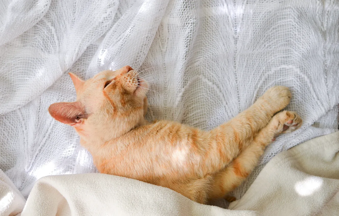 Photo wallpaper cat, cat, light, pose, sleep, paws, sleeping, lies