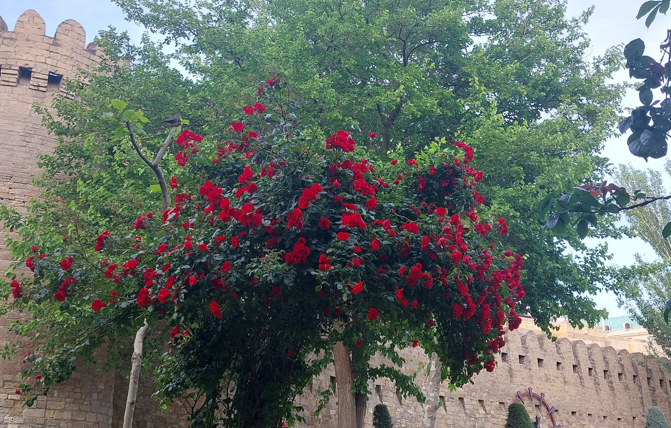 Photo wallpaper Flowers, Park, Fortress, Flowers, Park, Azerbaijan, Azerbaijan, Baku
