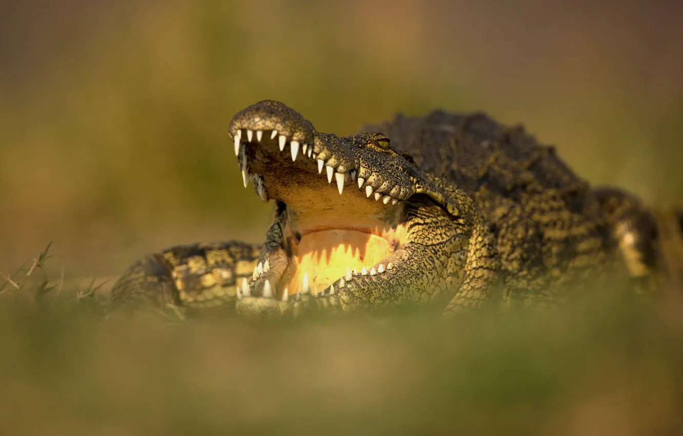 Photo wallpaper nature, pose, predator, teeth, crocodile, mouth, green background, alligator