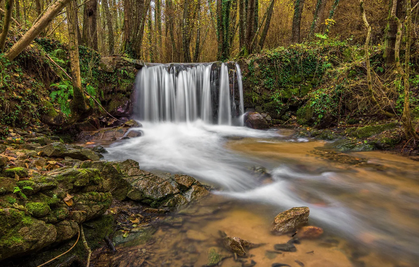 Photo wallpaper forest, stones, waterfall, moss, river