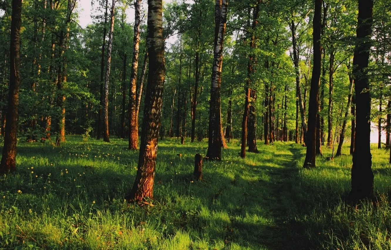Photo wallpaper greens, forest, trees, trail