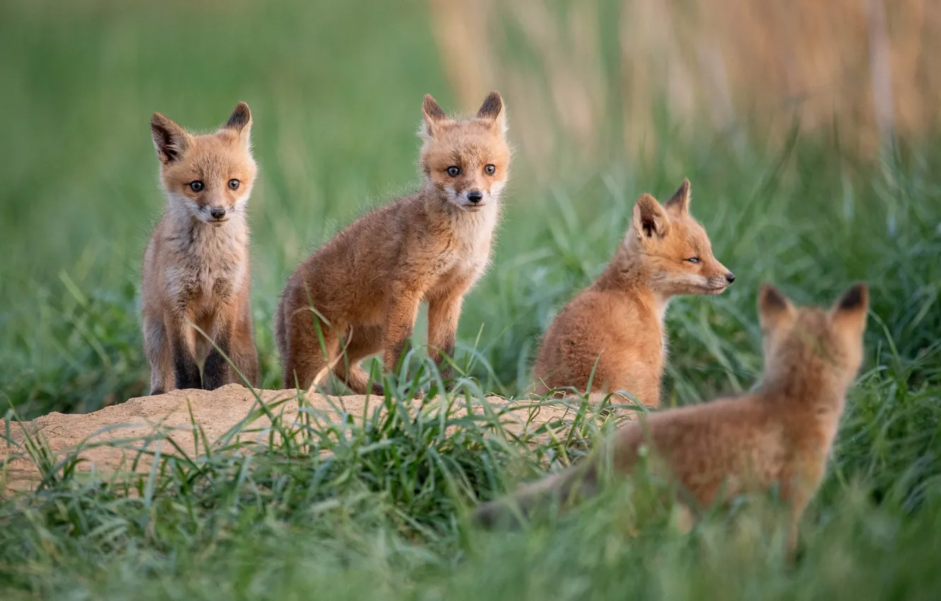 Photo wallpaper grass, Fox, cubs, cubs