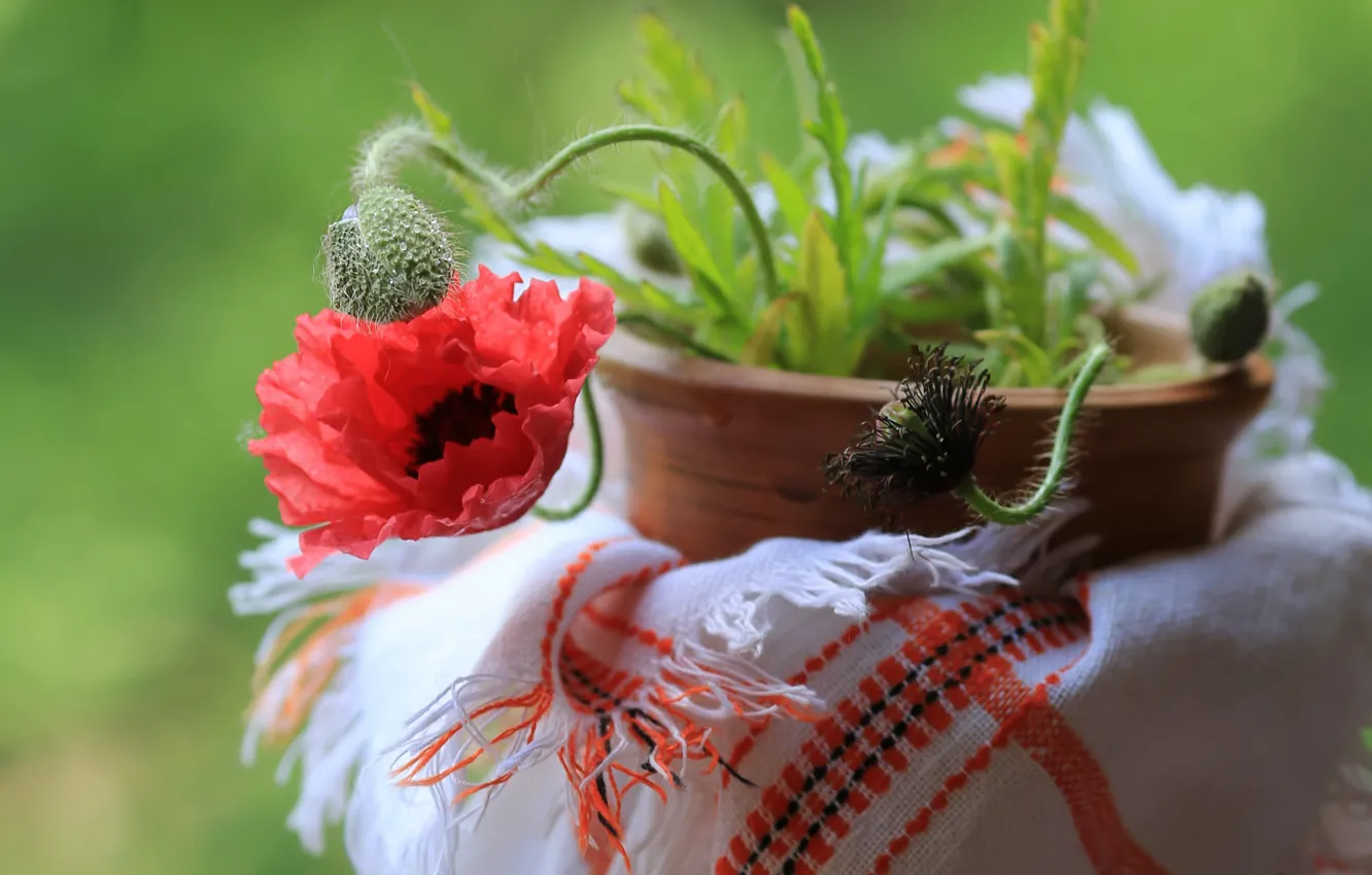 Photo wallpaper macro, Mac, buds