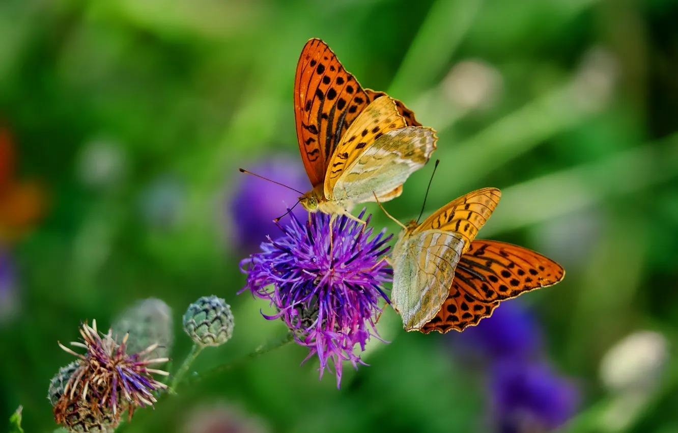 Photo wallpaper greens, flower, summer, macro, butterfly, flowers, insects, background