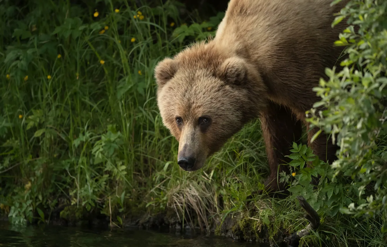 Photo wallpaper grass, face, shore, portrait, bear, brown
