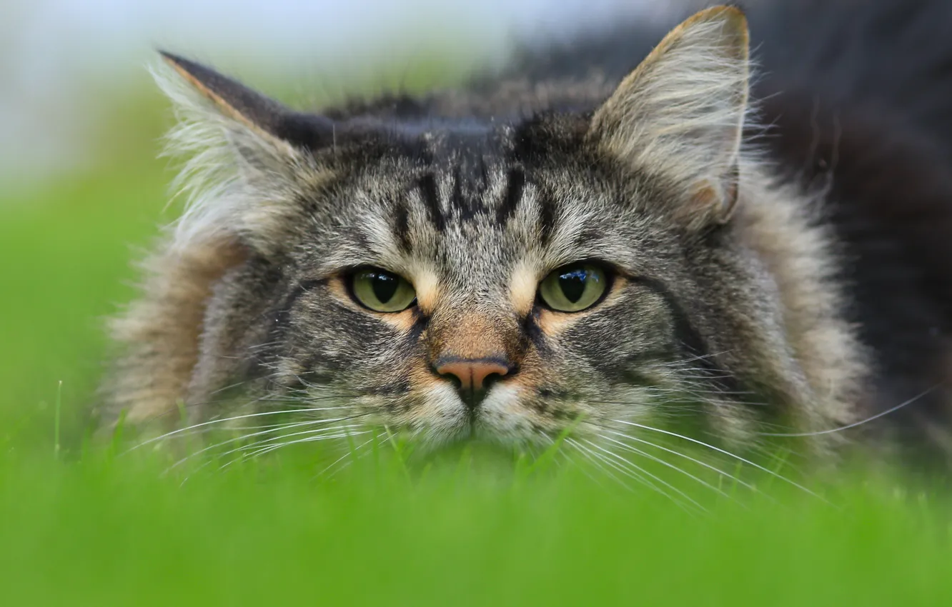 Photo wallpaper cat, look, face, Norwegian forest cat