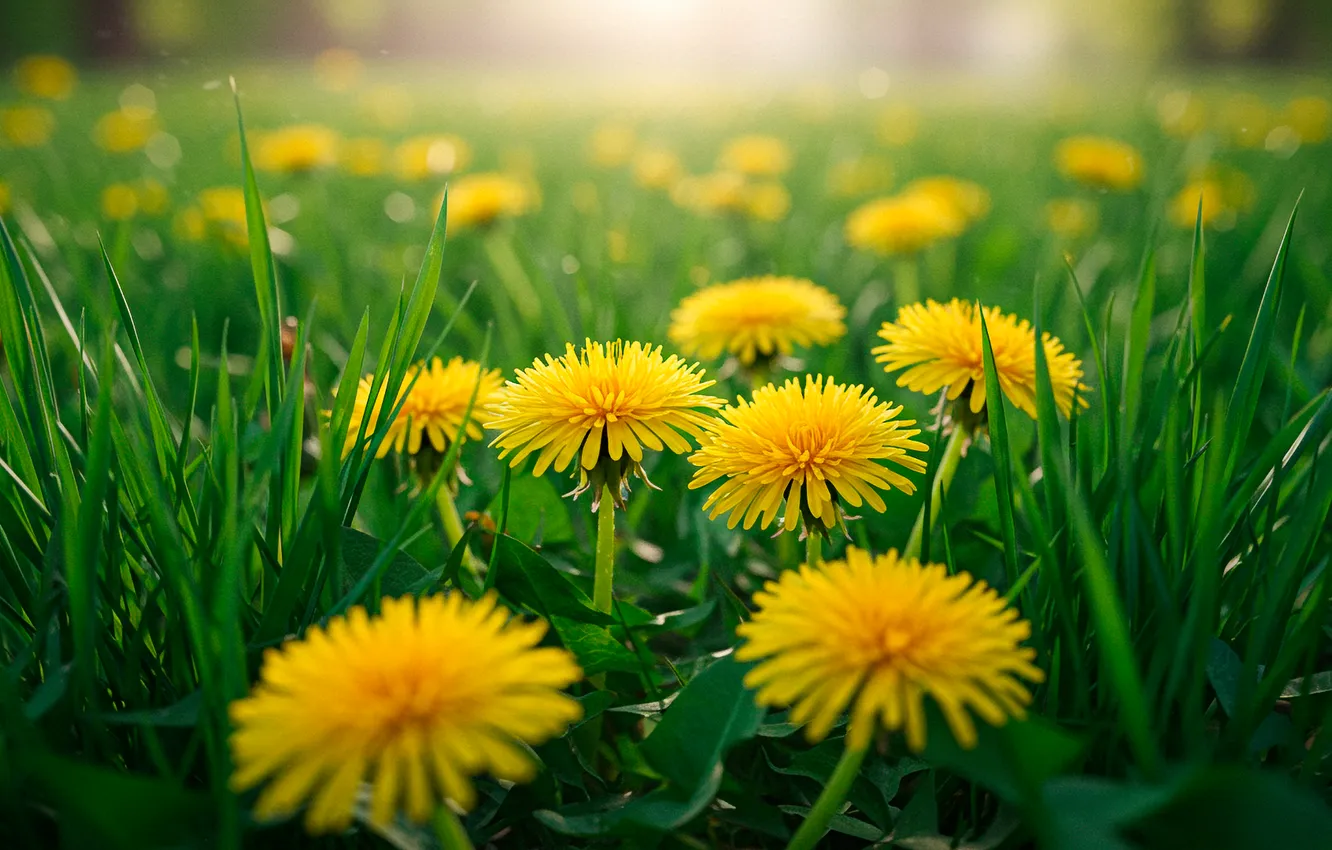 Photo wallpaper grass, Wallpaper, meadow, wallpaper, grass, dandelions, dandelions, bokeh