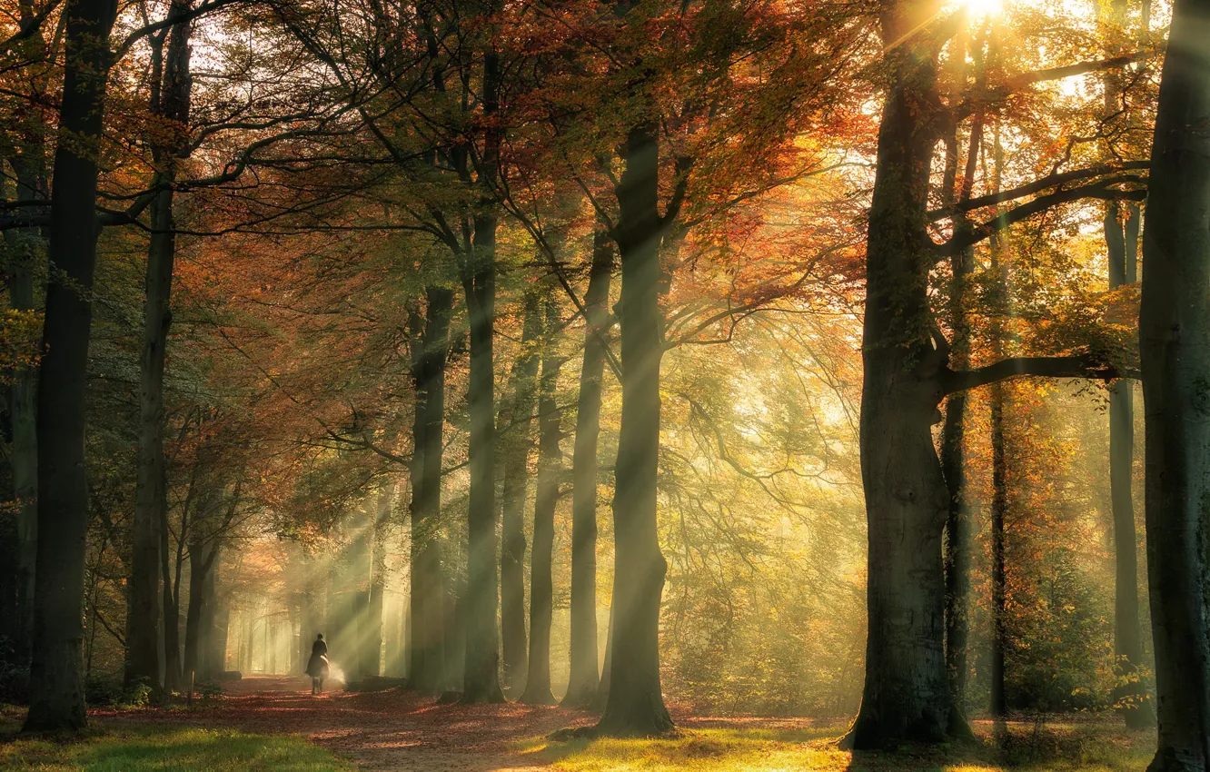 Photo wallpaper road, autumn, forest, the sun, rays, light, trees, branches