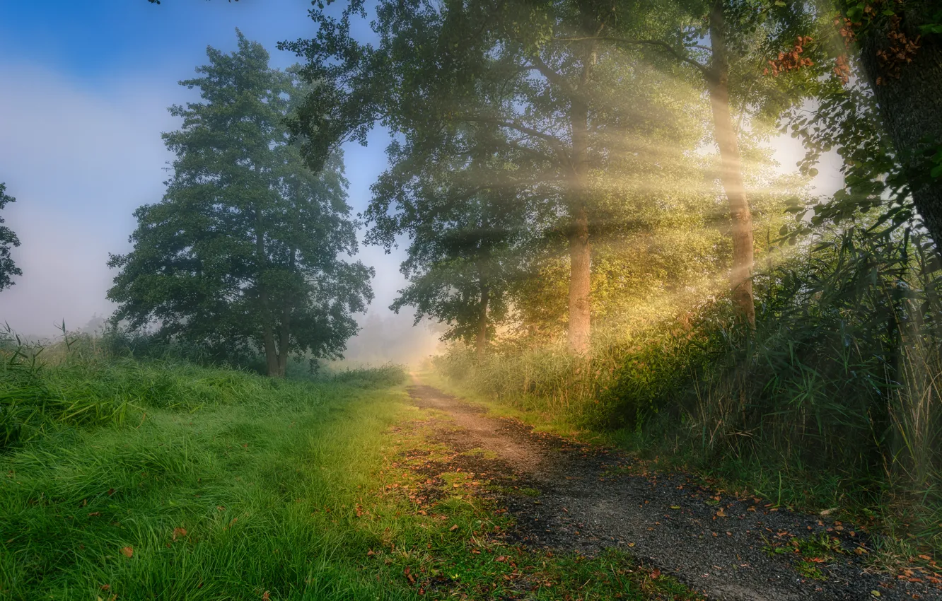 Photo wallpaper autumn, forest, grass, leaves, the sun, rays, light, nature