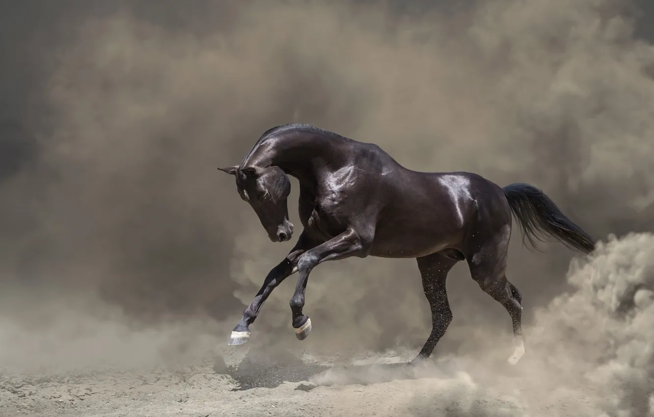 Photo wallpaper look, face, nature, pose, fog, background, horse, black