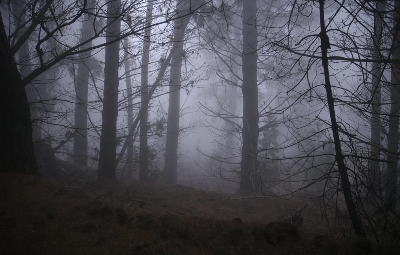 Photo wallpaper forest, trees, nature, fog, Hawaii, Hawaii, the island of Maui, Maui