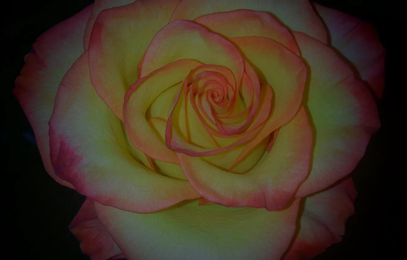 Photo wallpaper flower, rose, Bud, red yellow rose, rosebud