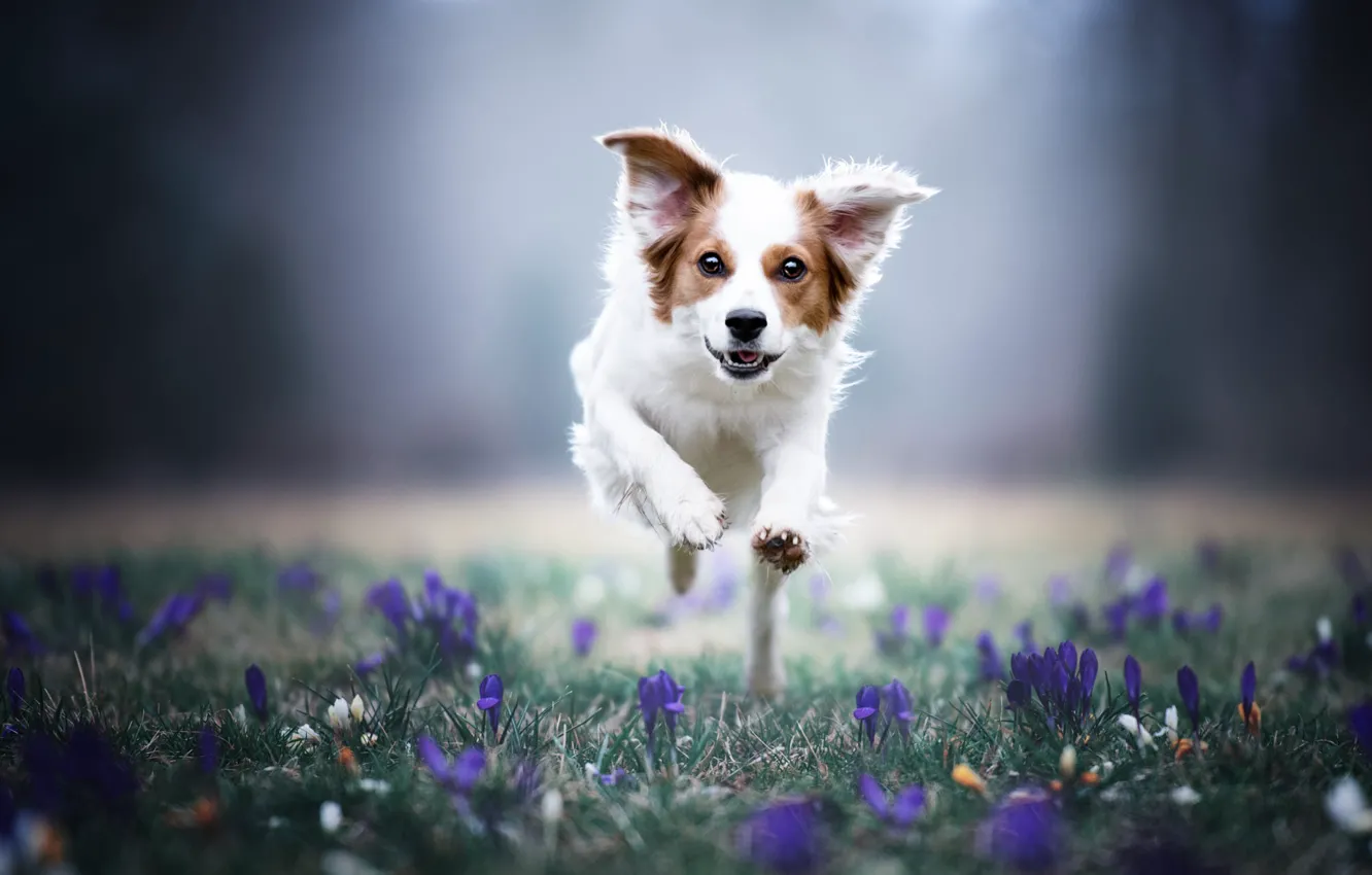 Photo wallpaper white, look, flowers, nature, pose, jump, glade, dog
