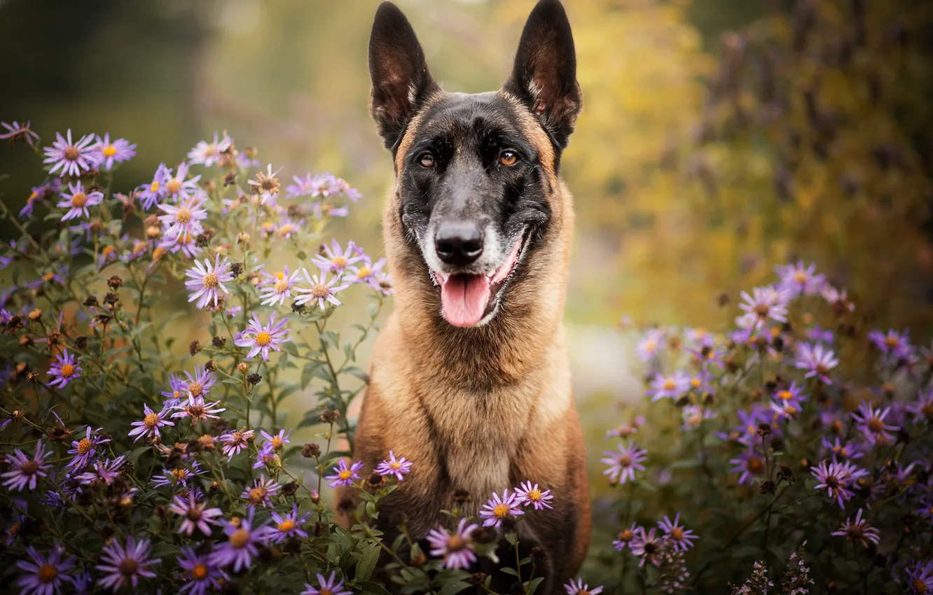 Photo wallpaper flowers, nature, dog