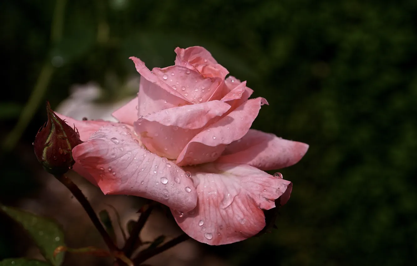 Photo wallpaper flower, rose, water drops