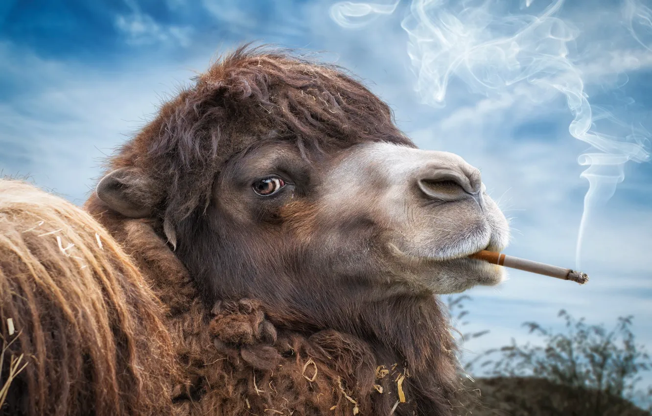 Photo wallpaper background, widescreen, Wallpaper, smoke, cigarette, wallpaper, smoke, widescreen, background, cigarette, full screen, HD wallpapers, Camel, …