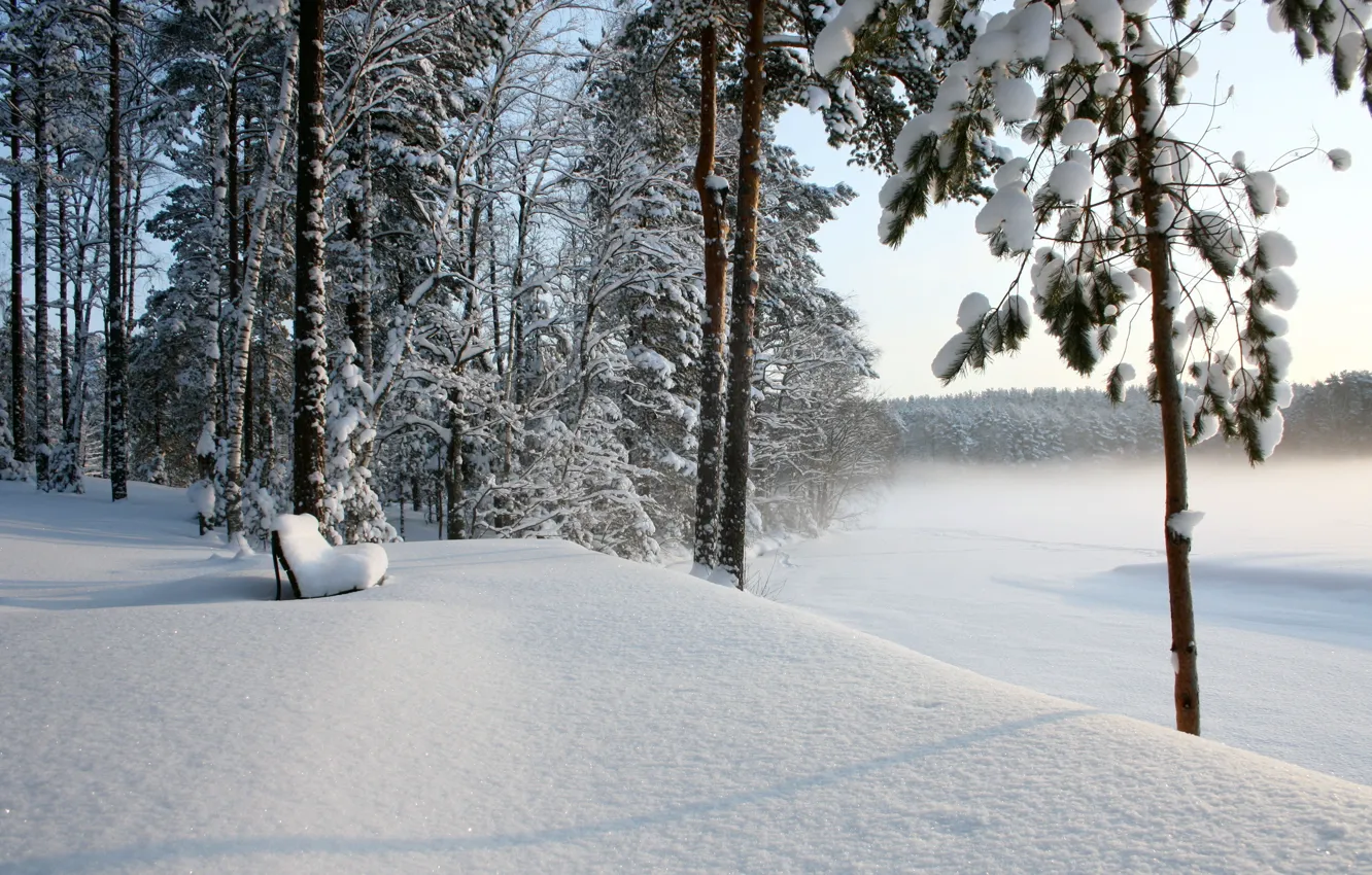 Photo wallpaper winter, forest, snow, bench