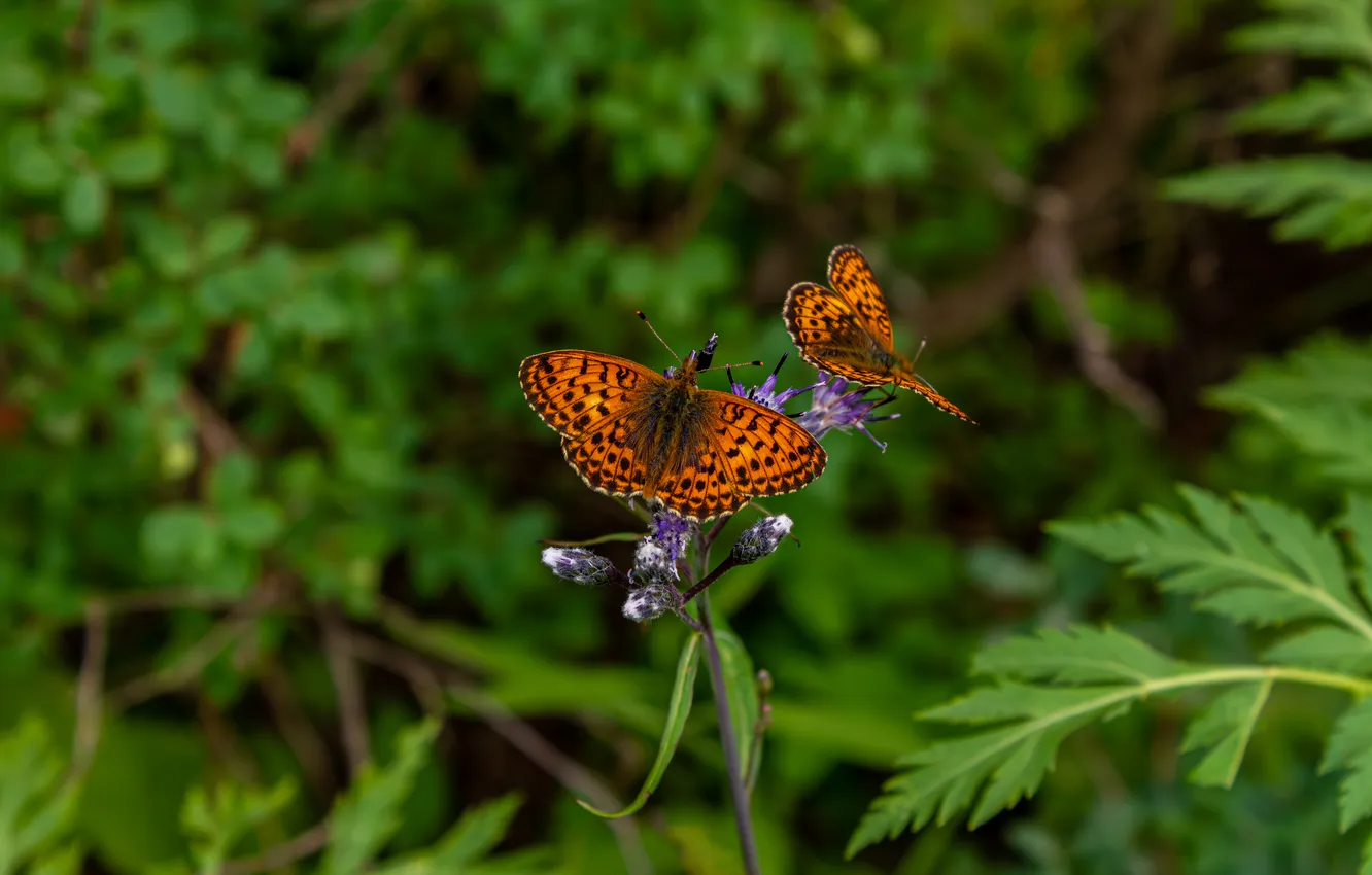 Photo wallpaper Fritillary, butterfly, The mother-of-pearl is large, macro