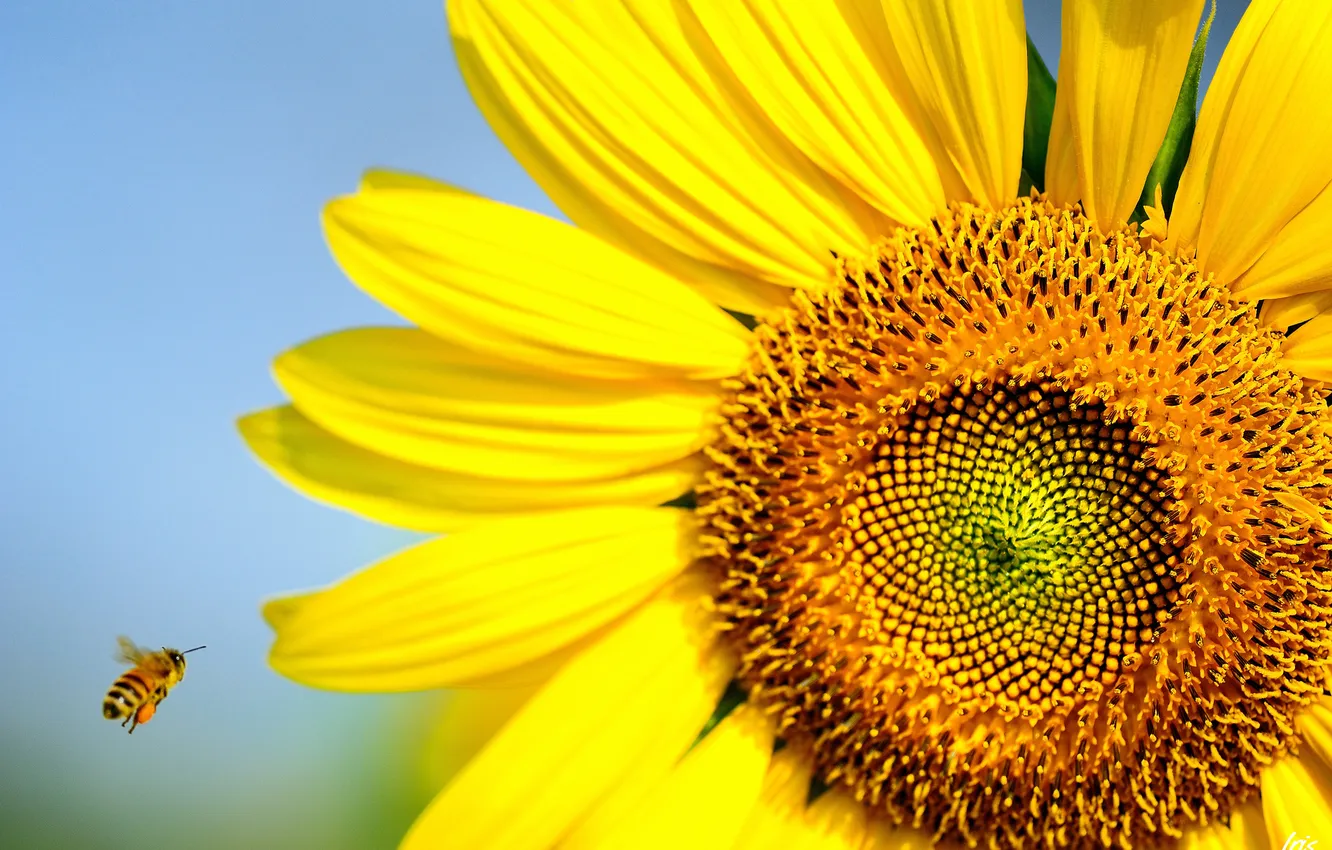 Photo wallpaper summer, sunflowers, nature, bee, insect, Sunny