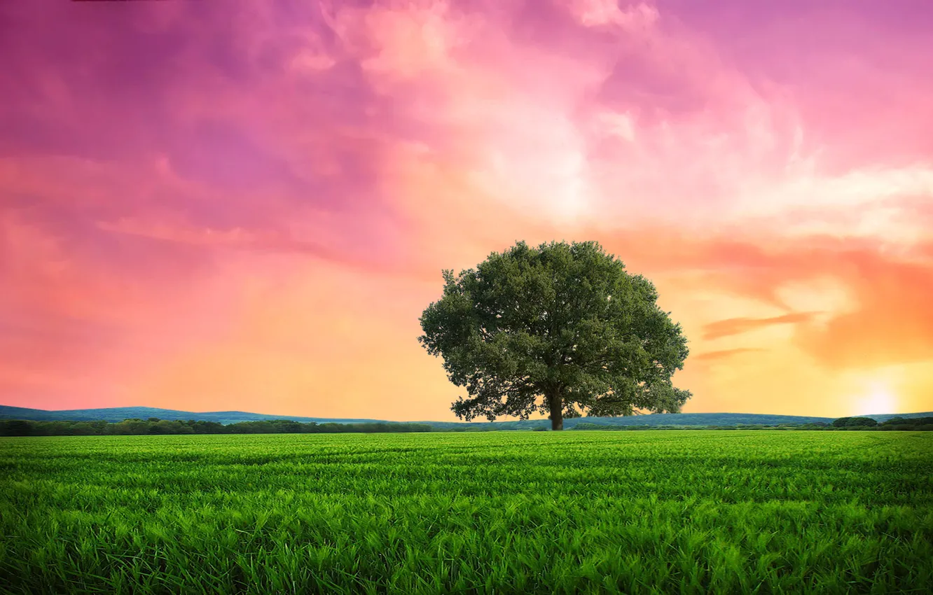 Photo wallpaper trees, landscape, nature