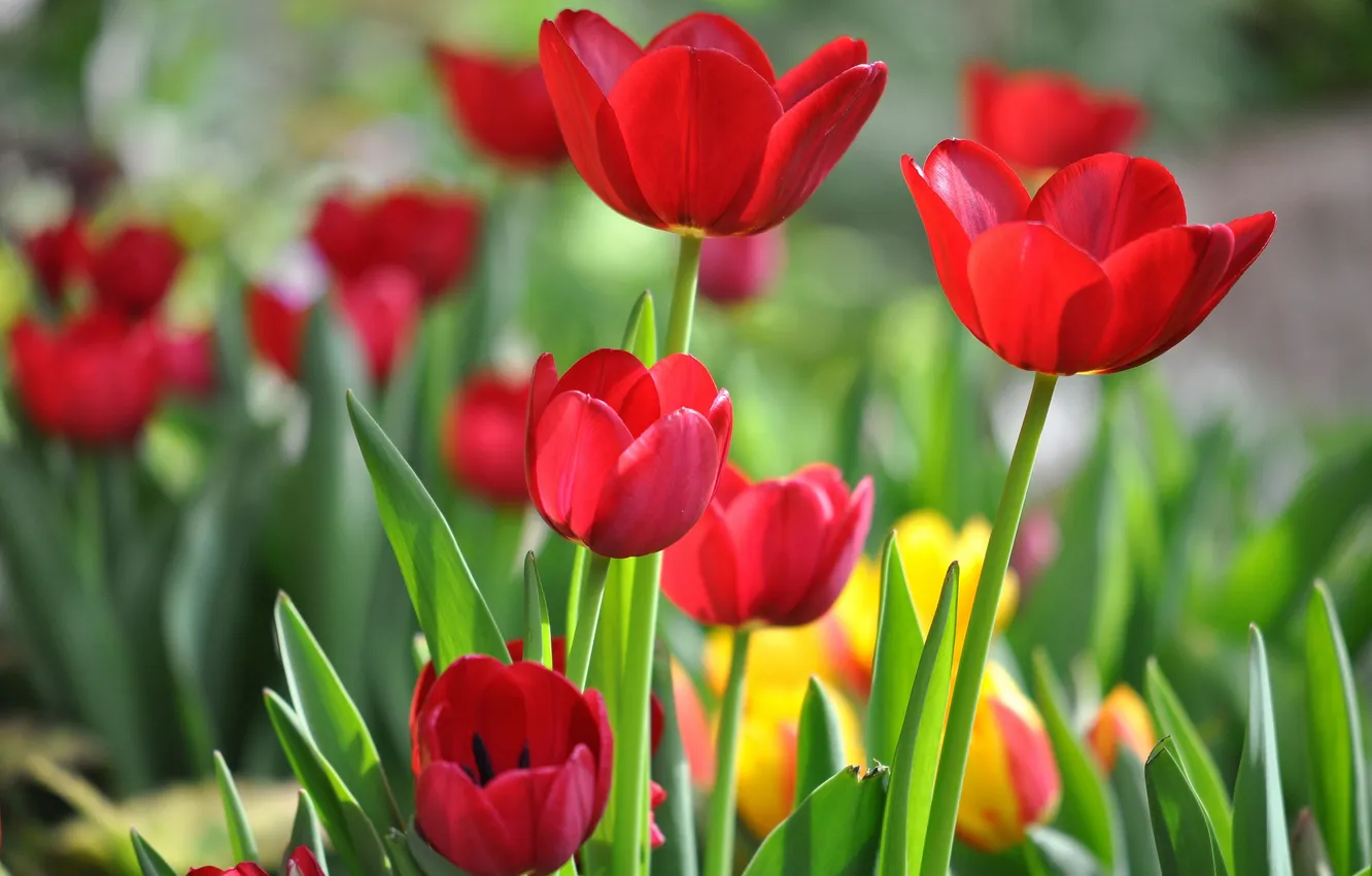 Photo wallpaper red, petals, tulips