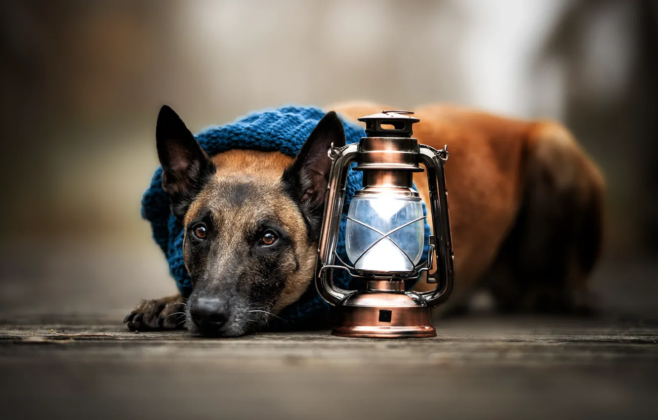 Photo wallpaper look, face, dog, lantern, Malinois, Belgian shepherd