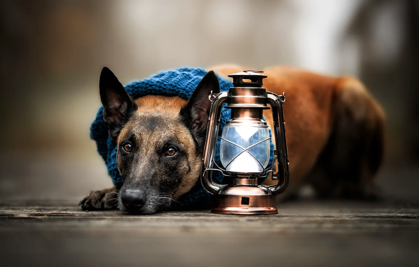 Photo wallpaper look, face, dog, lights, Malinois, Belgian shepherd