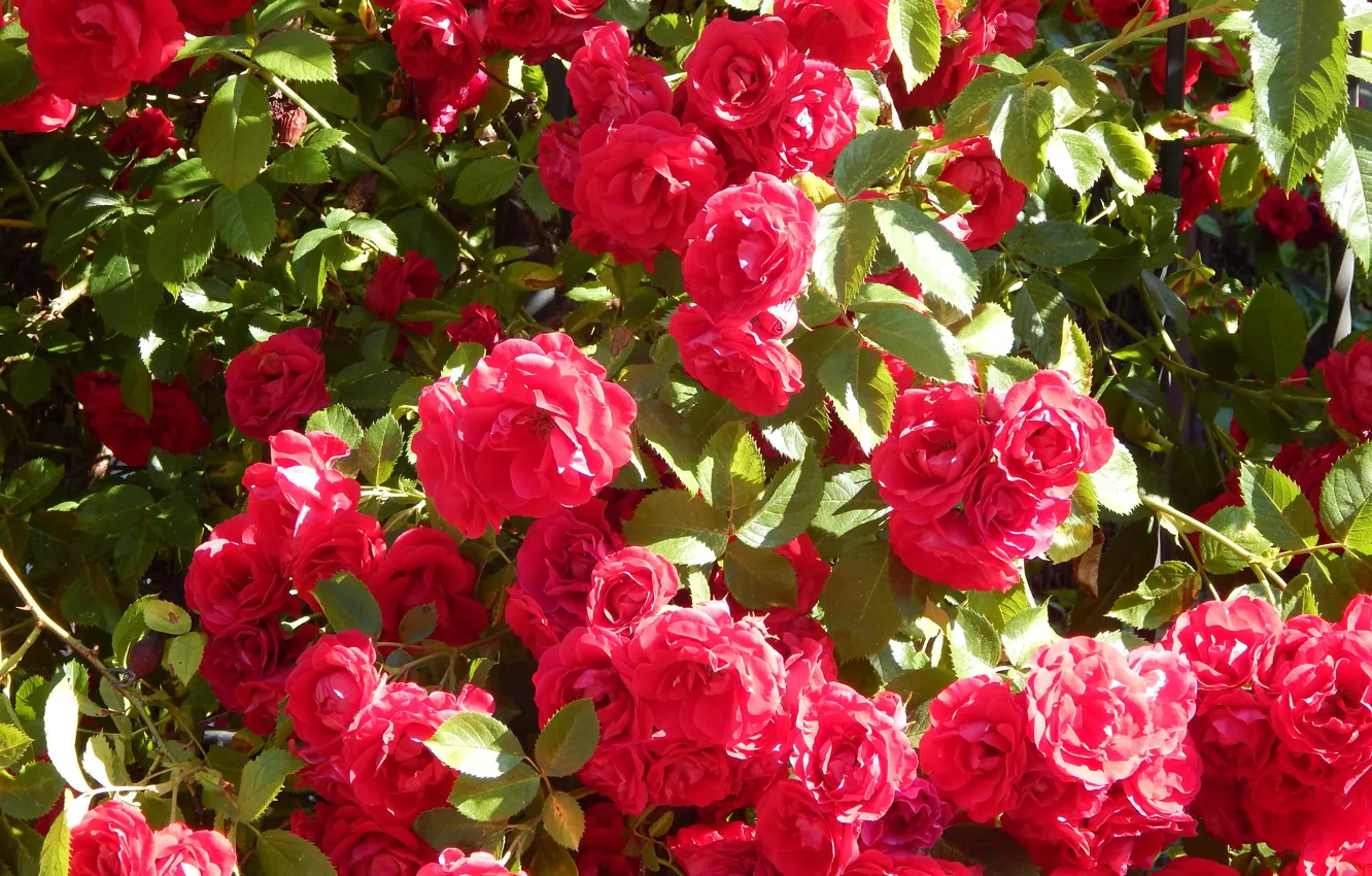 Photo wallpaper decoration, Krzak, red roses