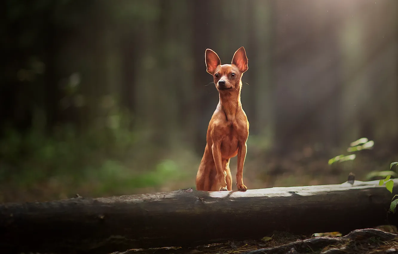 Photo wallpaper dog, log, bokeh, doggie, dog, Miniature Pinscher