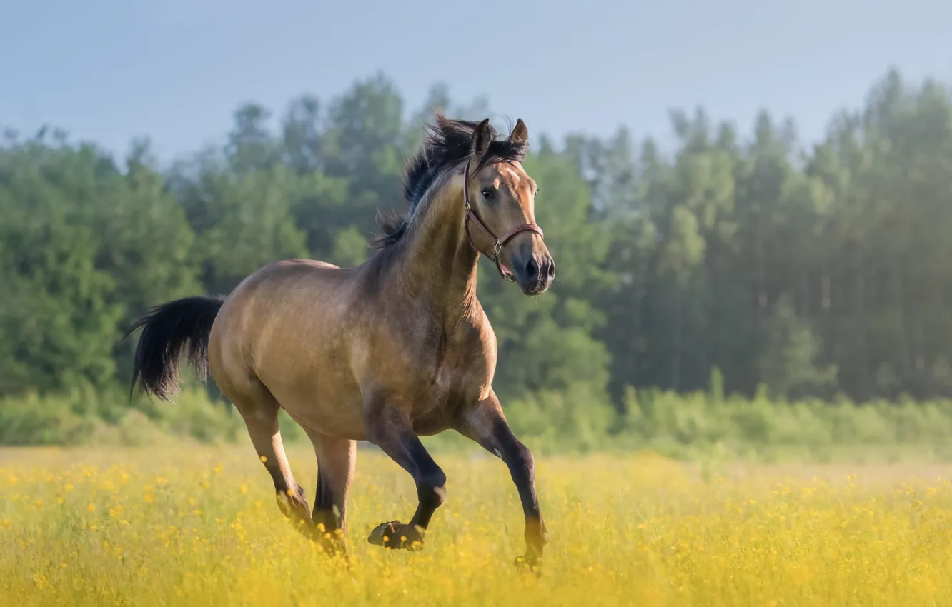 Photo wallpaper field, face, flowers, horse, horse, walk, horse