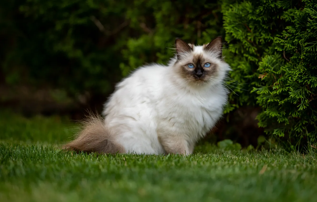 Photo wallpaper greens, cat, grass, cat, look, branches, nature, lawn