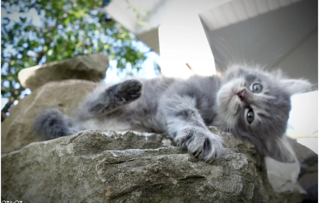 Photo wallpaper cat, baby, baldeet