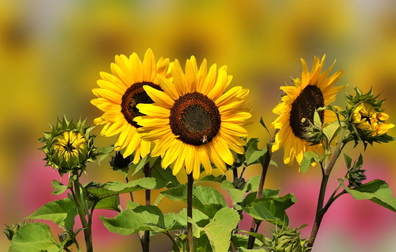 Photo wallpaper Blur, Flowers, Sunflowers