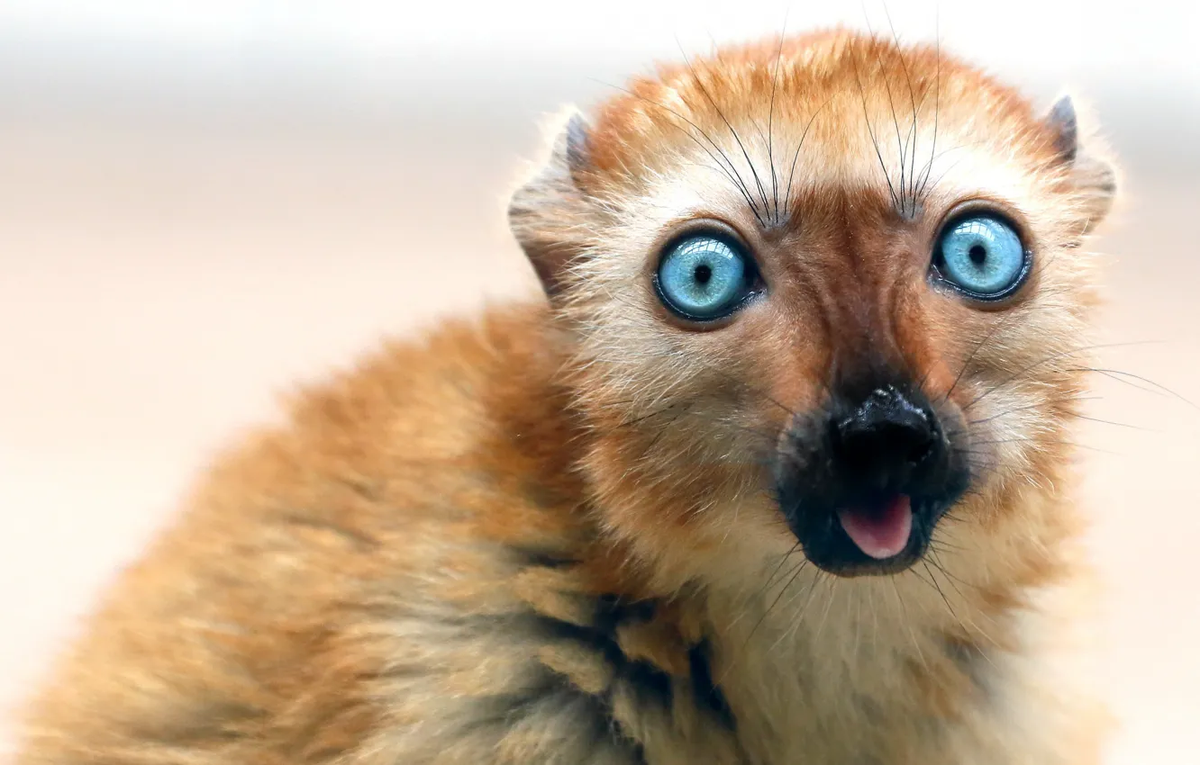 Photo wallpaper look, monkey, Lemur