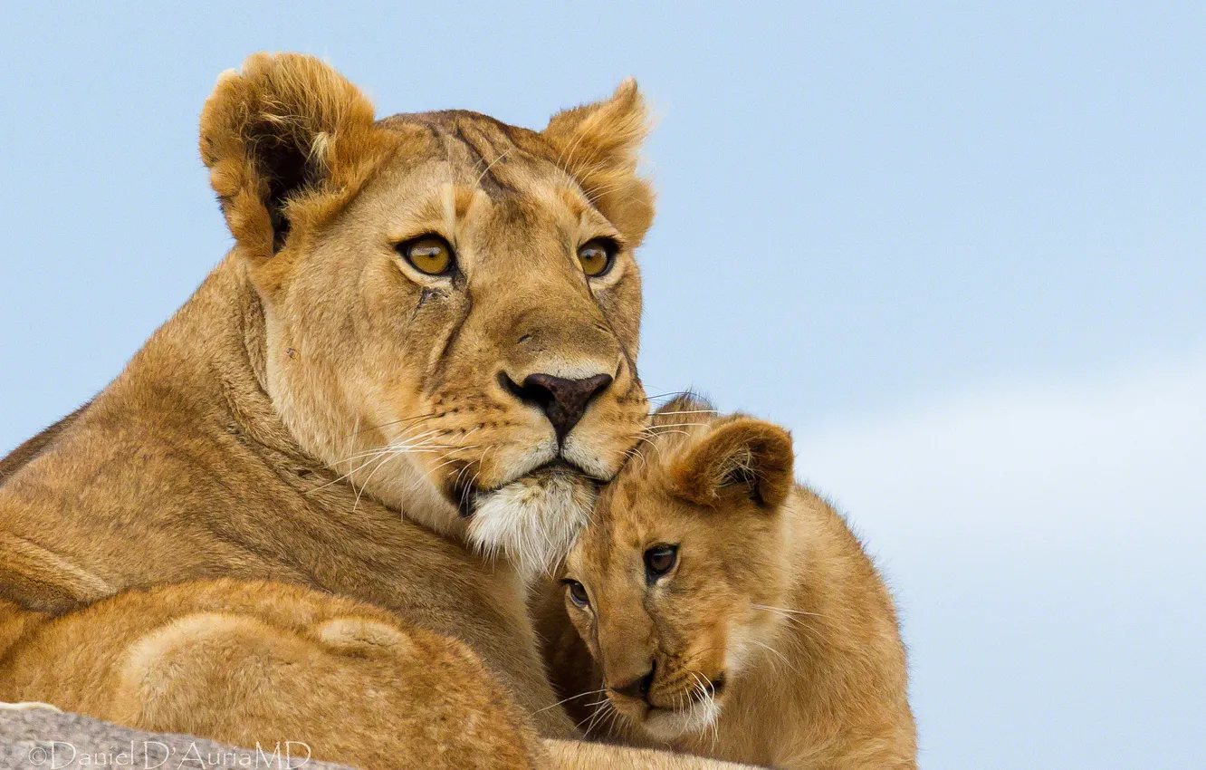 Photo wallpaper cub, lions, lioness, lion, motherhood