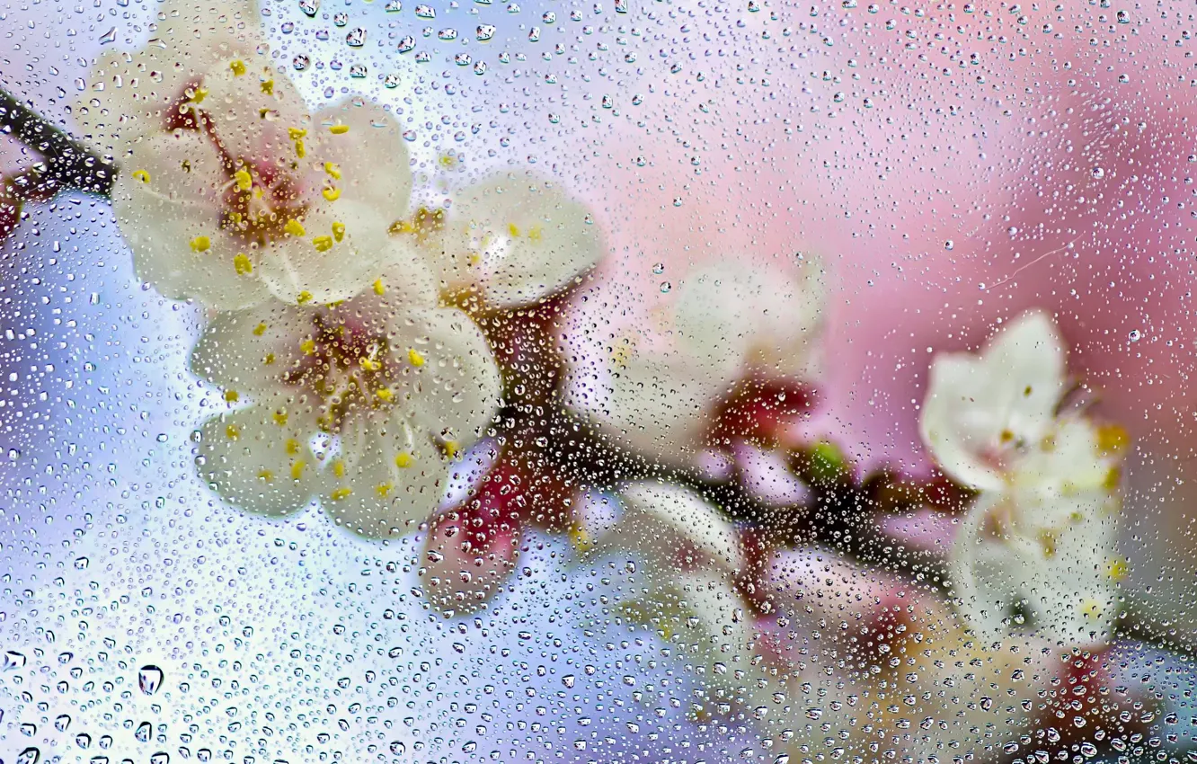 Photo wallpaper wet, glass, drops, macro, flowers, branch, spring