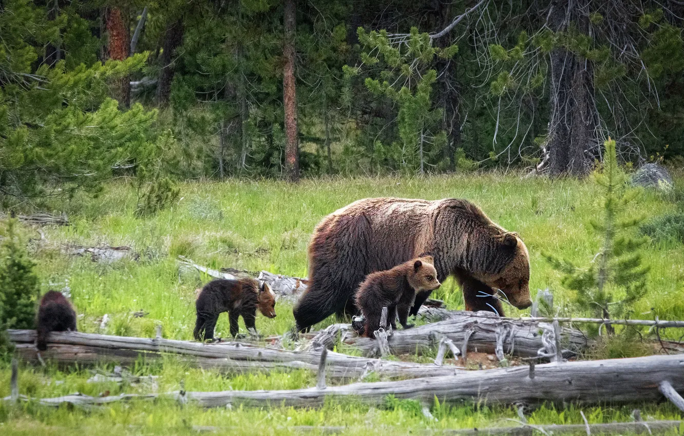 Photo wallpaper forest, summer, grass, trees, glade, spring, bear, bear