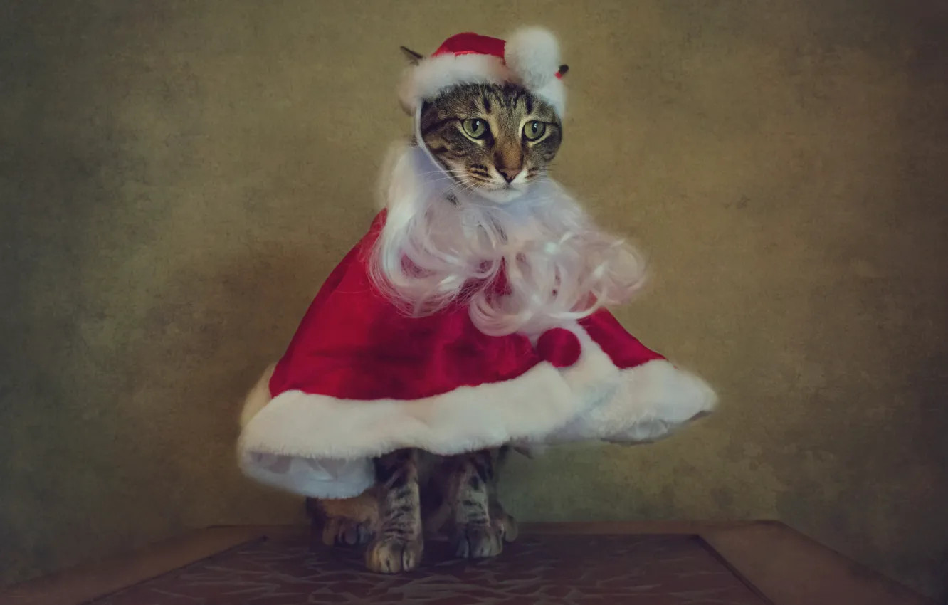 Photo wallpaper cat, cat, style, retro, table, holiday, new year, portrait