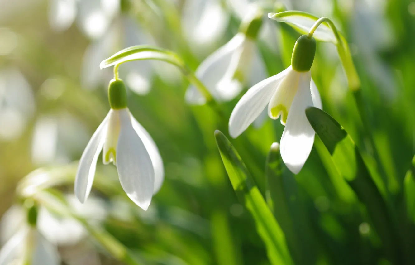 Photo wallpaper macro, spring, snowdrops