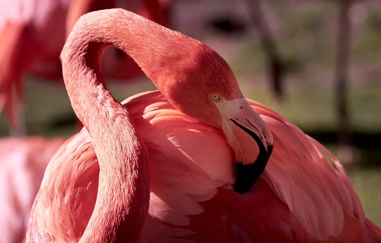 Photo wallpaper pose, bird, Flamingo, pink flamingos