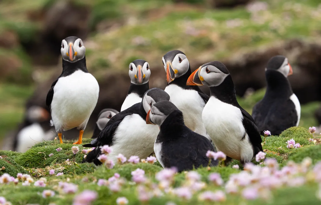 Photo wallpaper bird, stalled, party, the stalled Atlantic