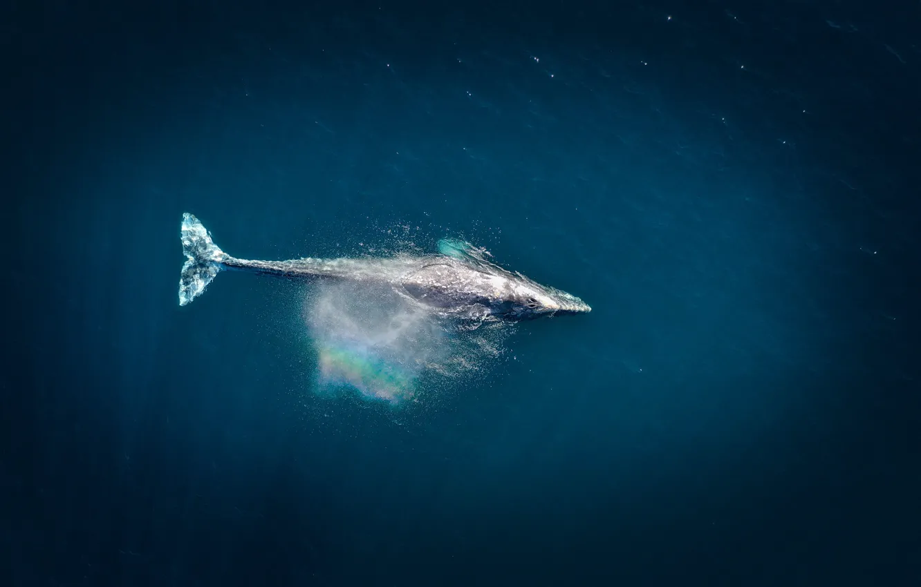 Photo wallpaper rainbow, sea, blue, water, splash, whale, aerial view