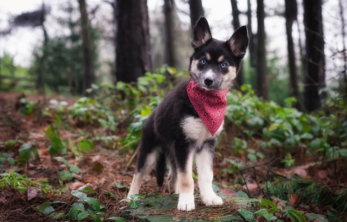 Photo wallpaper dog, puppy, shawl