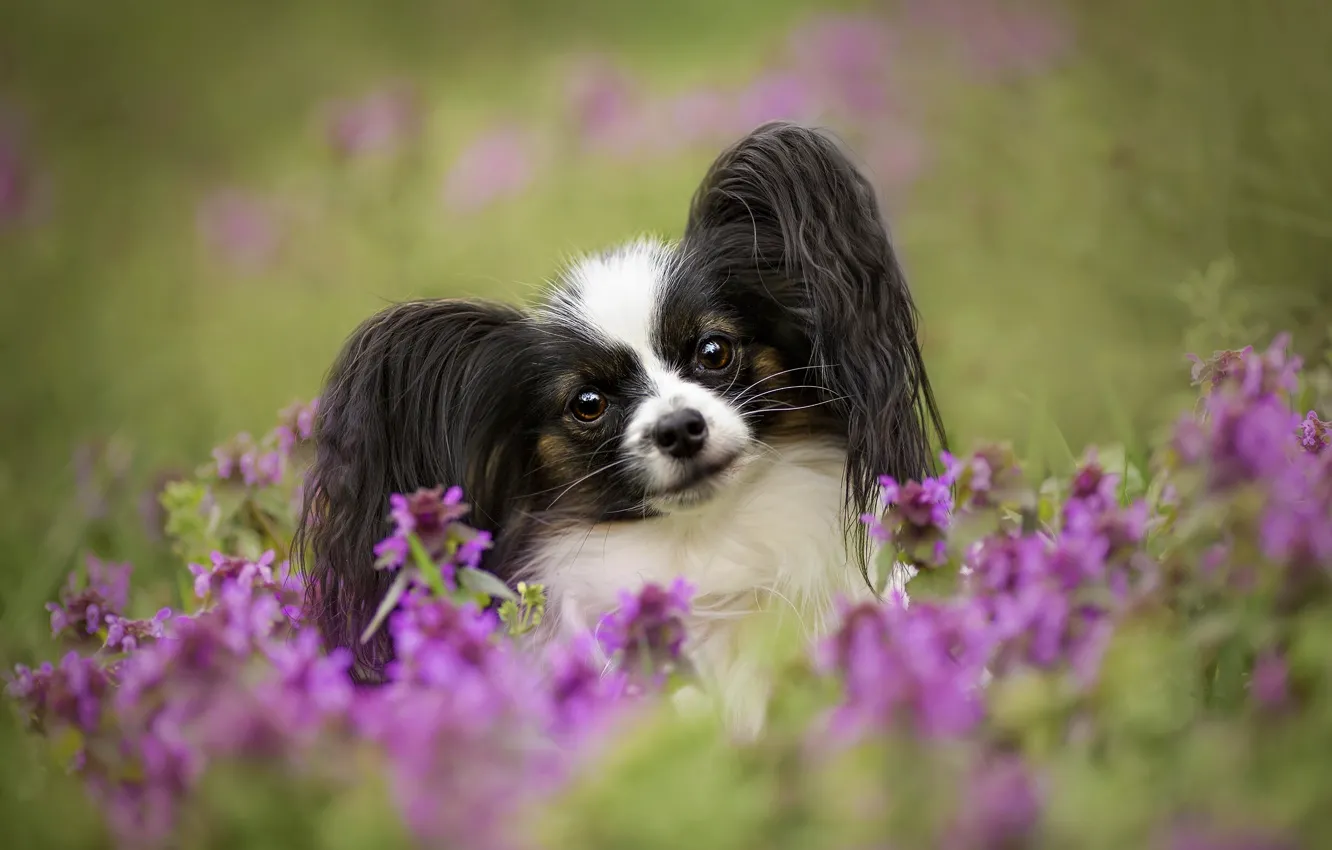Photo wallpaper look, flowers, dog