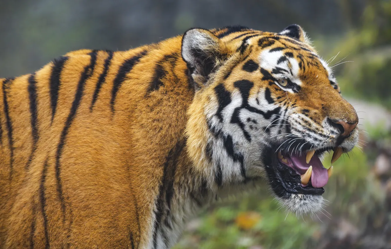 Photo wallpaper language, look, face, tiger, portrait, mouth, fangs, grin