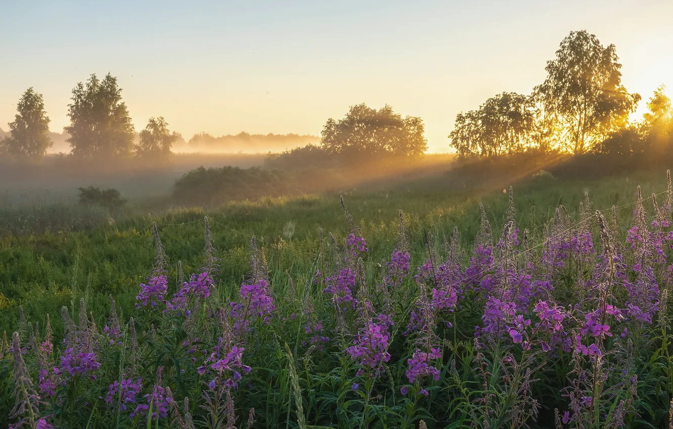 Photo wallpaper field, summer, trees, flowers, fog, web, morning, Ivan-tea