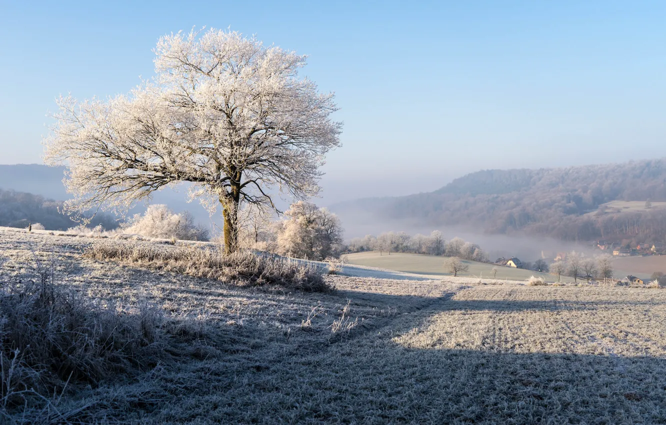 Photo wallpaper winter, frost, field, tree