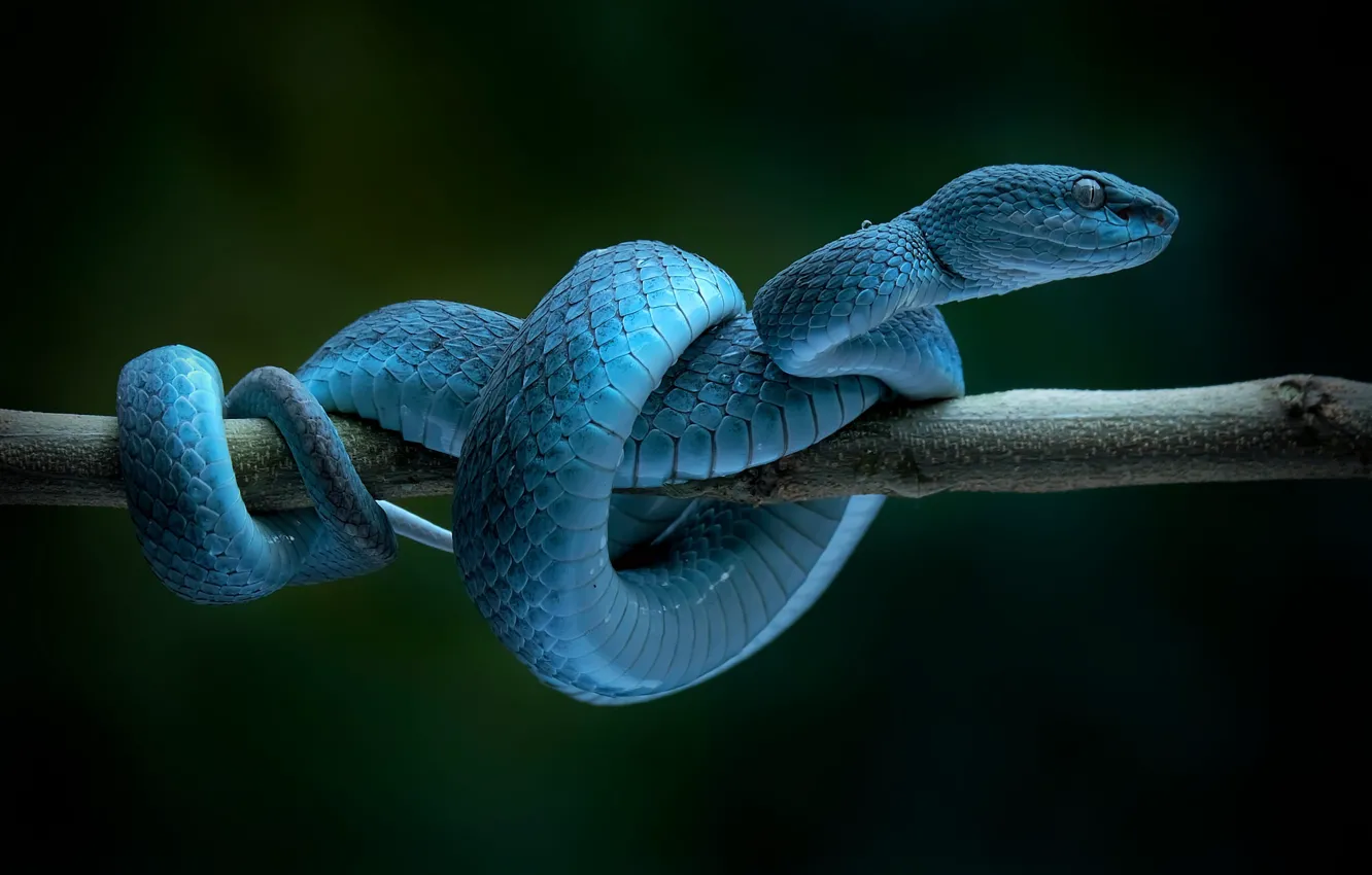 Wallpaper the dark background, snake, branch, Python, blue, blue for ...