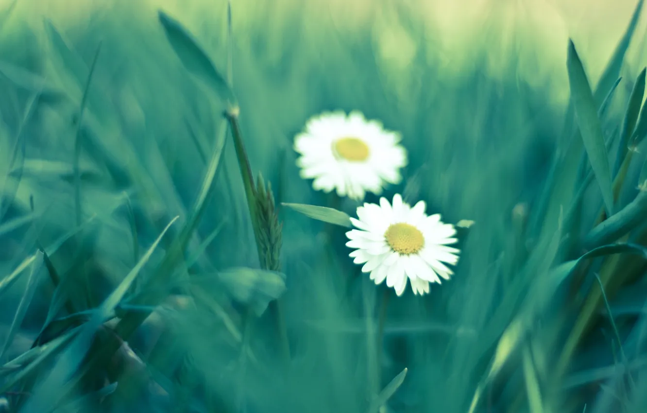 Photo wallpaper greens, summer, grass, macro, flowers, green, chamomile, spring